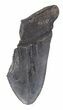 Partial, Serrated, Megalodon Tooth - Georgia #48927-1